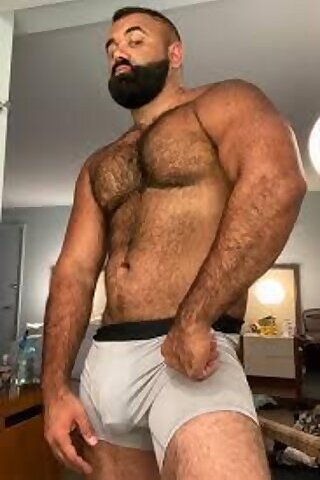 Persian Alpha Wolf